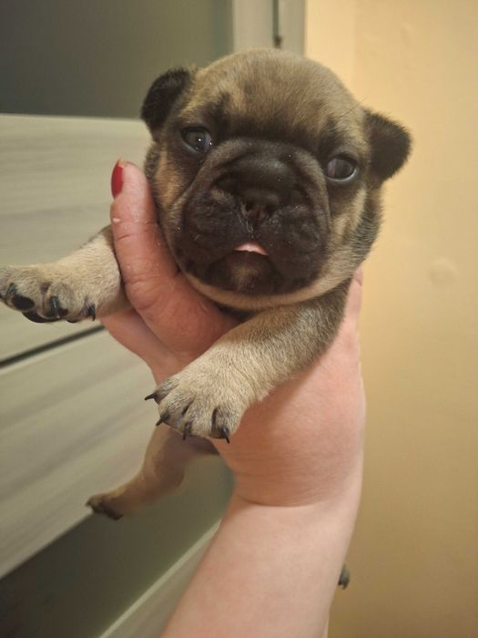 Цуценята Французький бульдог