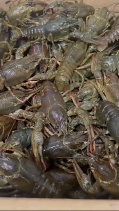 Рак опт и розница