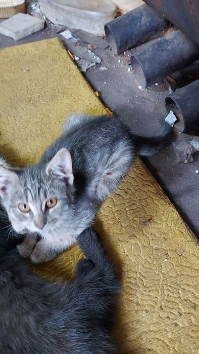 котята безкоштовно