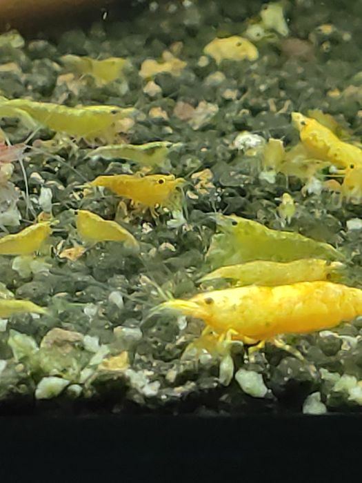 Krewetki żółte .promocja .