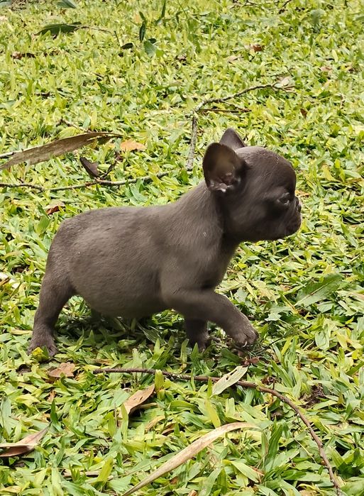 Bulldog Francês Chocolate