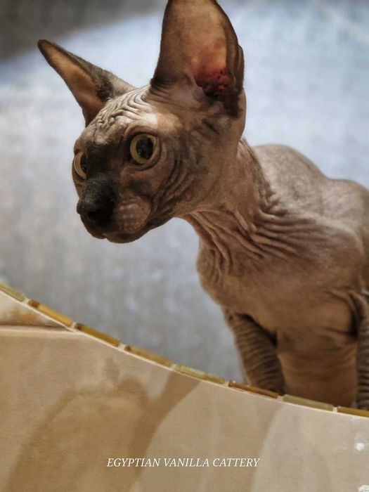 Канадські Сфінкси та Ельфи, Бомбіно.