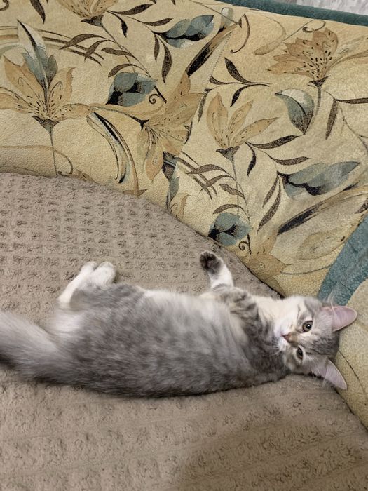 Отдам сибирскую молодую кошечку !