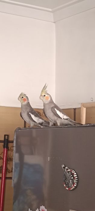 3 caturra machos