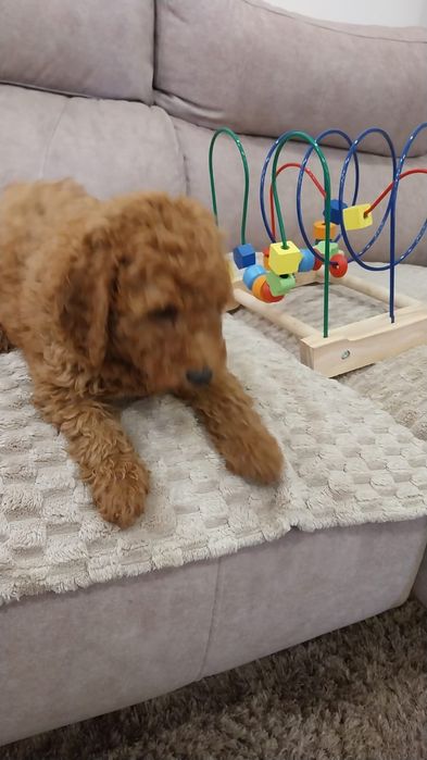 Caniche vermelho