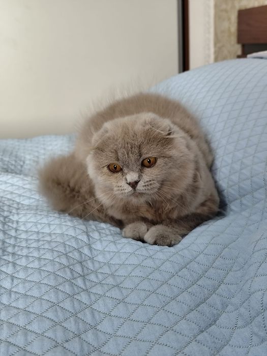 British longhair