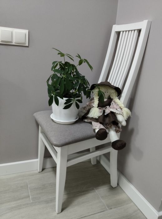 Шефлера, вазон, кімнатні рослини