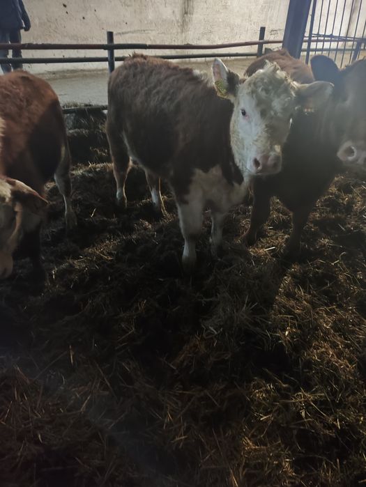 Jałówki cielne mięsne hereford limousine angus