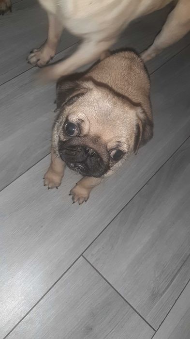 Мопс дівчинка продам