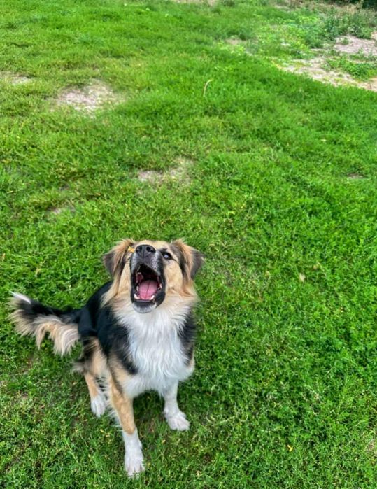 Słodki Mati szuka swojego przyjaciela