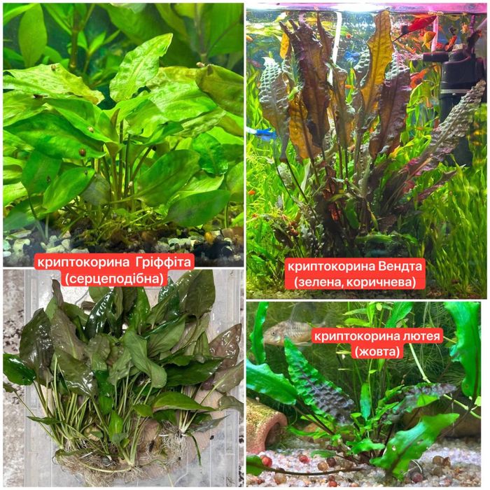 Акваріумні рослини, рибки, креветки,равлики.Аквариумные растения,рыбки