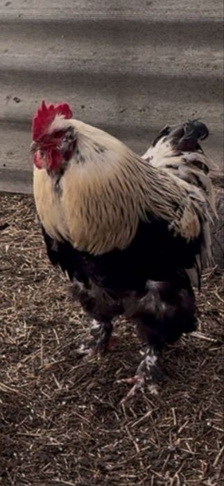 Продам петушка фавероля
