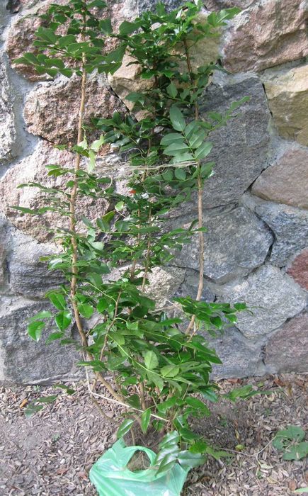 krzew Mahonia pospolita roślina ogrodowa, sadzonka