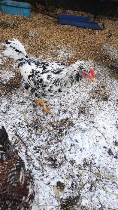 Koguty rasowe trikolor i tenczanka