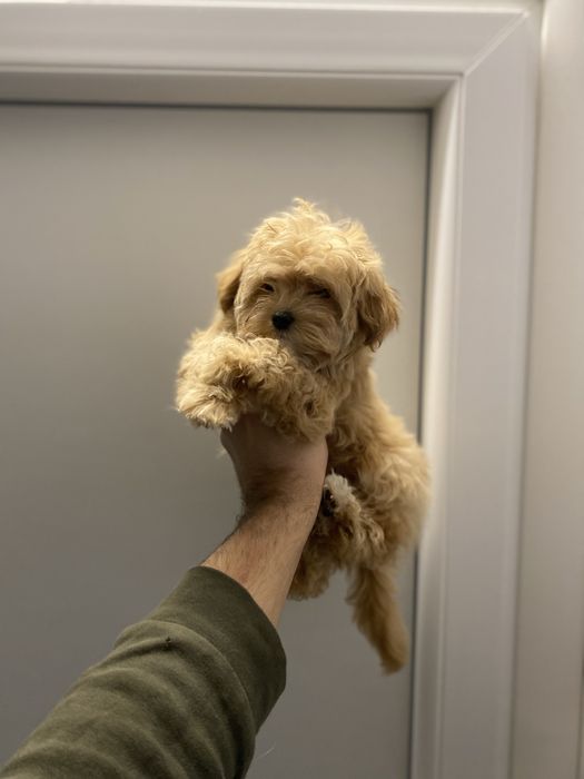 Гарні немовля мальтіпу