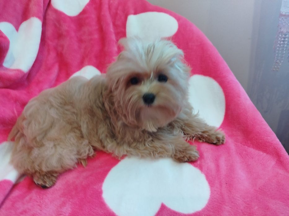 Maltipoo śliczna sunia