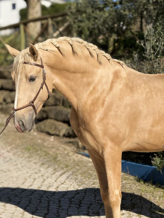 The Lusitano of your dreams is here !!!