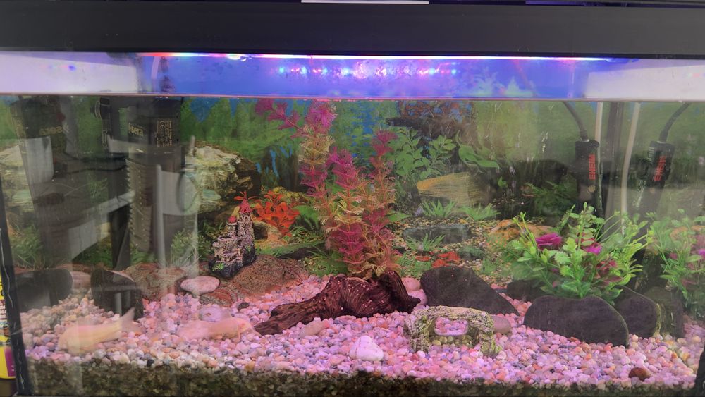 Aquario completo