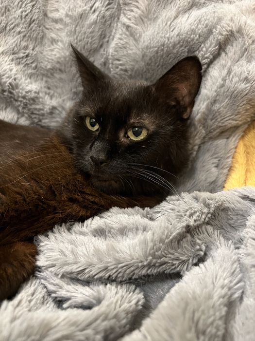 Uroczy kocurek Bamboo szuka domku