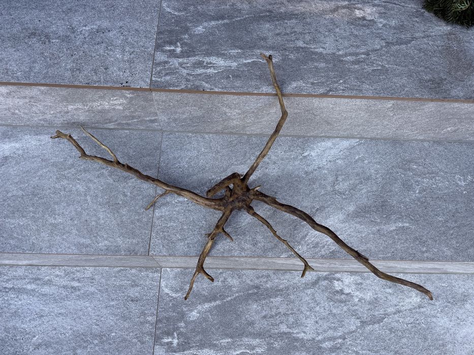 Korzeń akwarium terrarium krewetkarium naturalny ozdoba