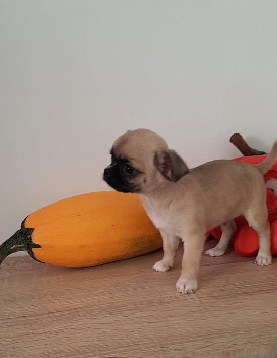 Chłopiec Chihuahua