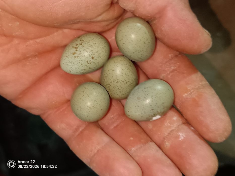 Ovos de codorniz chinesa