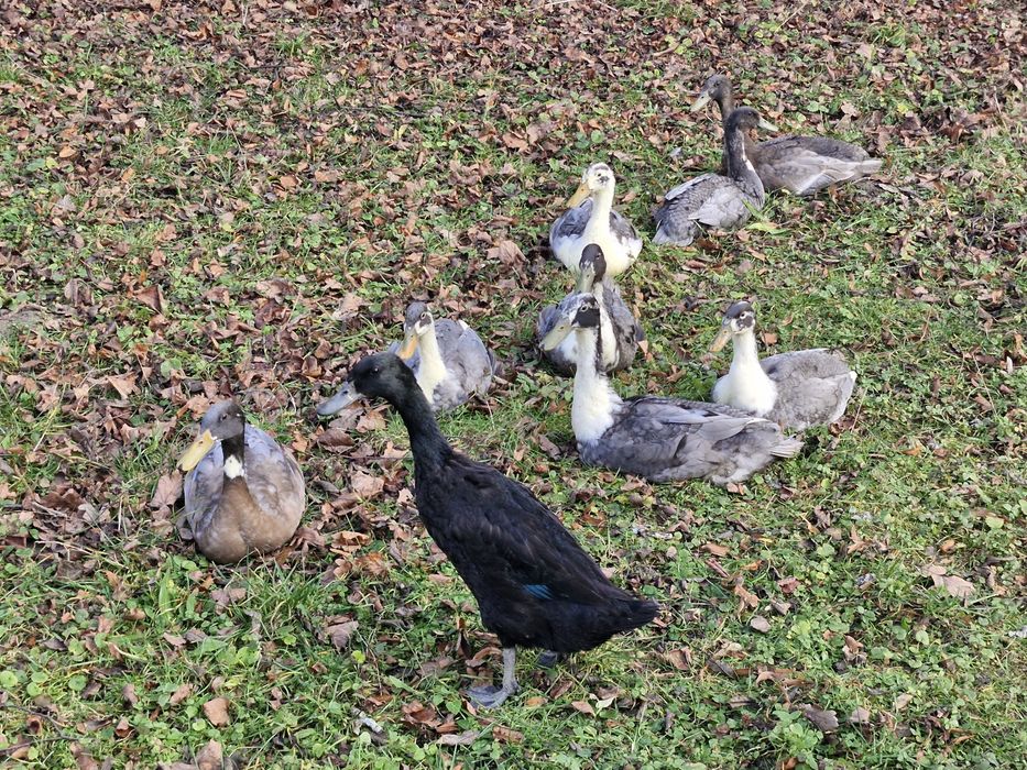 Sprzedam kaczki biegusy