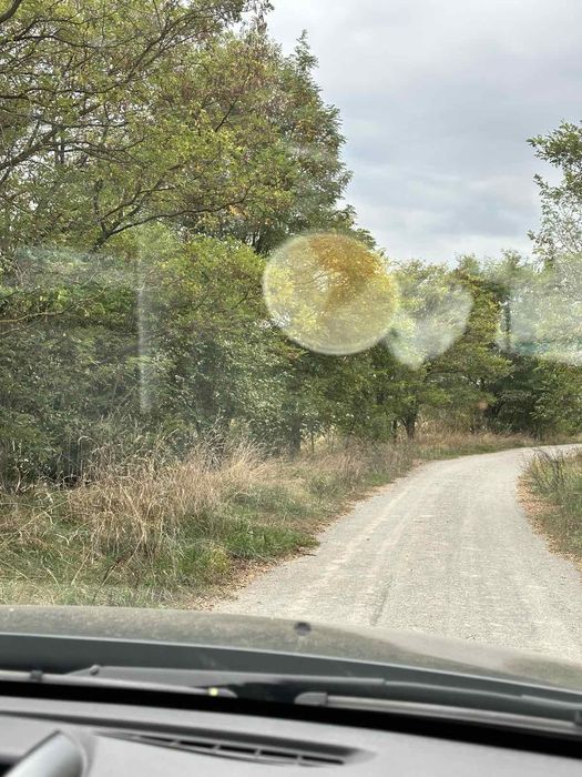 Липа рівна якісна.