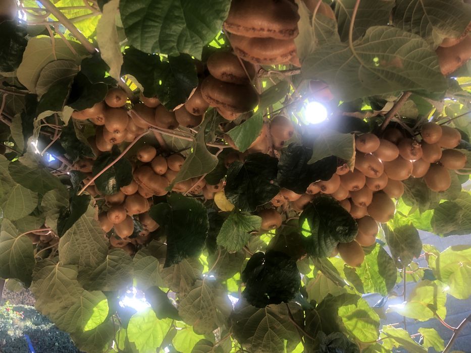 Kiwis 100% biologicos
