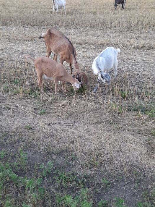 Кози Англо-Нубійські