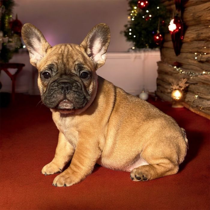 Щенята французиків