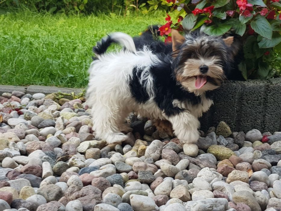 Yorki , York piesek miesiące