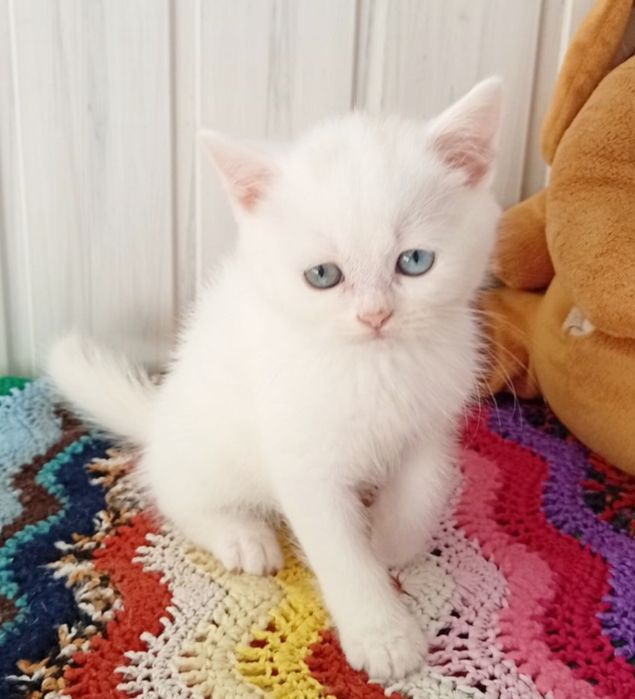 Білий хлопчик.  Шотландський . Котёнок