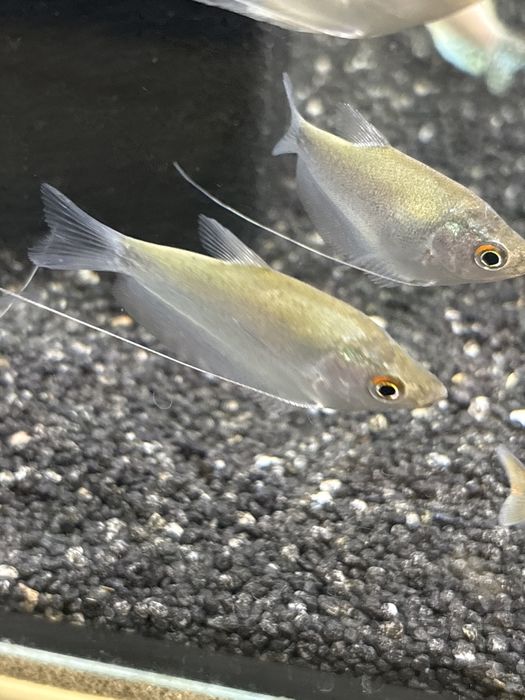 Guramin księżycowy