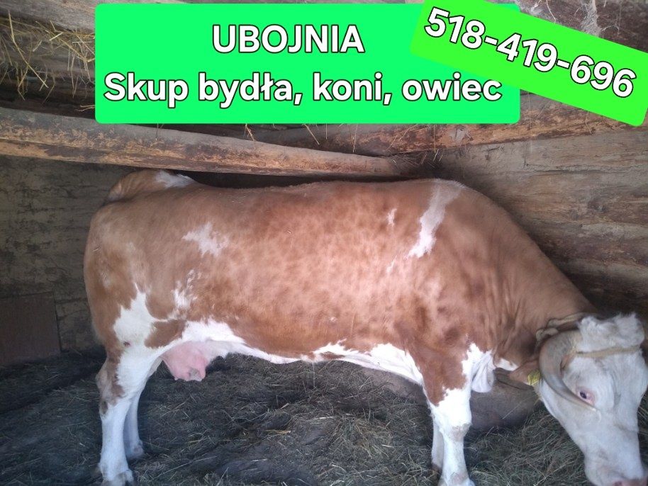Skup bydła koni cieląt owiec