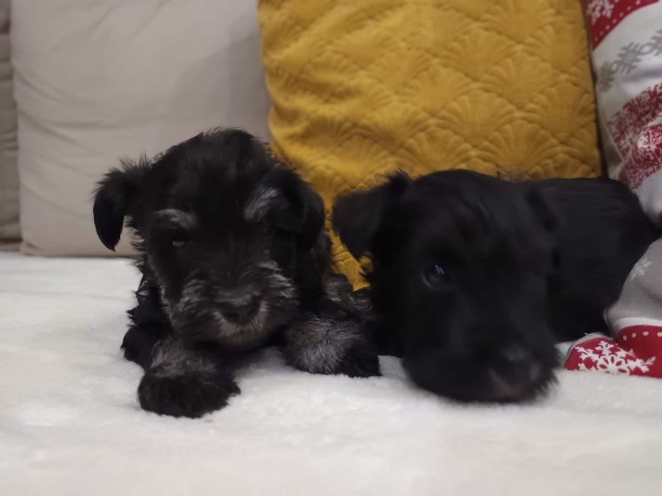 Sznaucer miniaturowy miniatura miniaturka