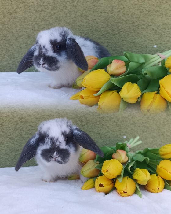 Królik karzełek baranek młody  mini lop