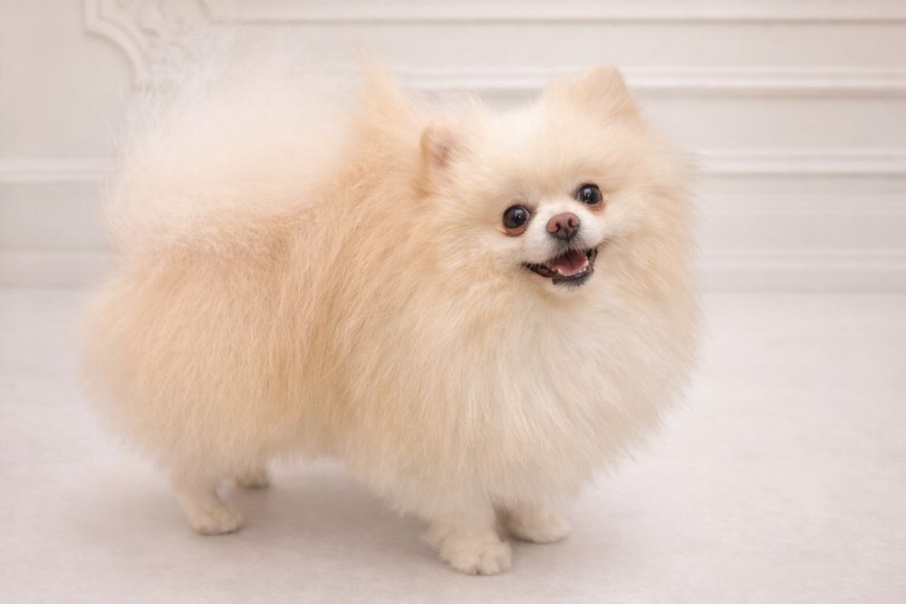 Pomeranian, szpic miniaturowy