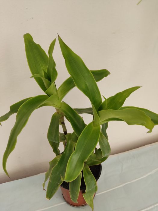 Вазони венерене волосся, золотий вус