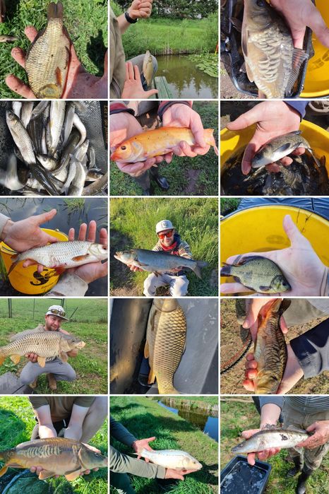 Karp karaś lin amur tołpyga i inne
