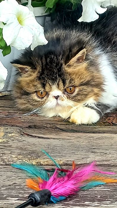 Персидський котик