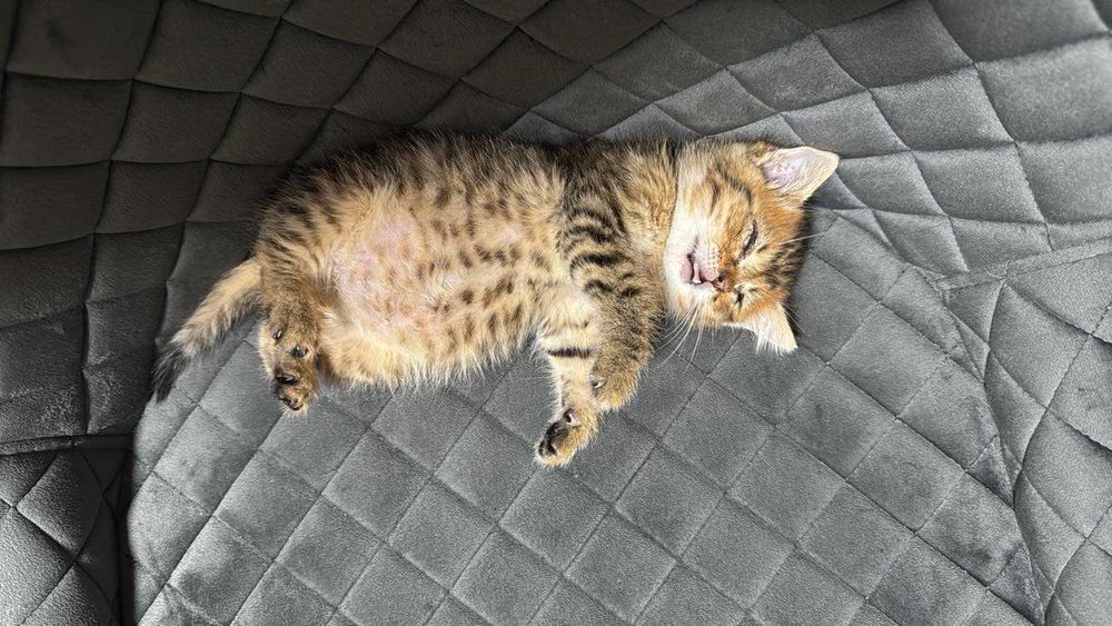 Отдам котенка в хорошие руки,безкоштовно