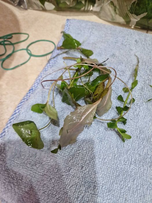 Roślinki akwariowe 5 zl woreczek