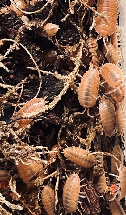 Porcellio laevis „Orange” – Isopody, Równonogi (Ekipa sprzątająca / Karmówka)