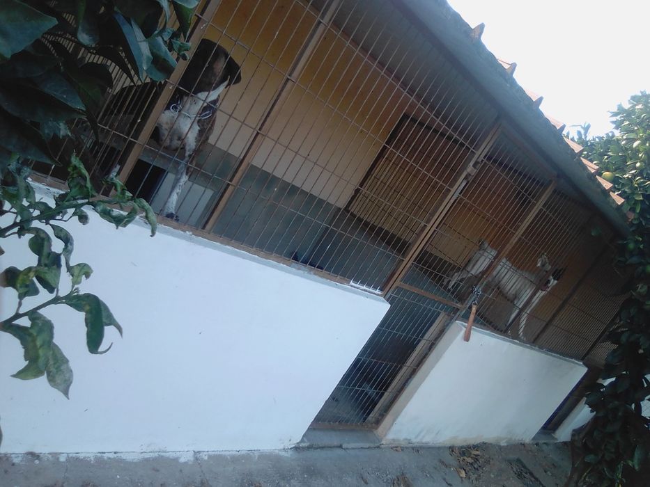 Canil para cães arrenda se /aluguer mensal