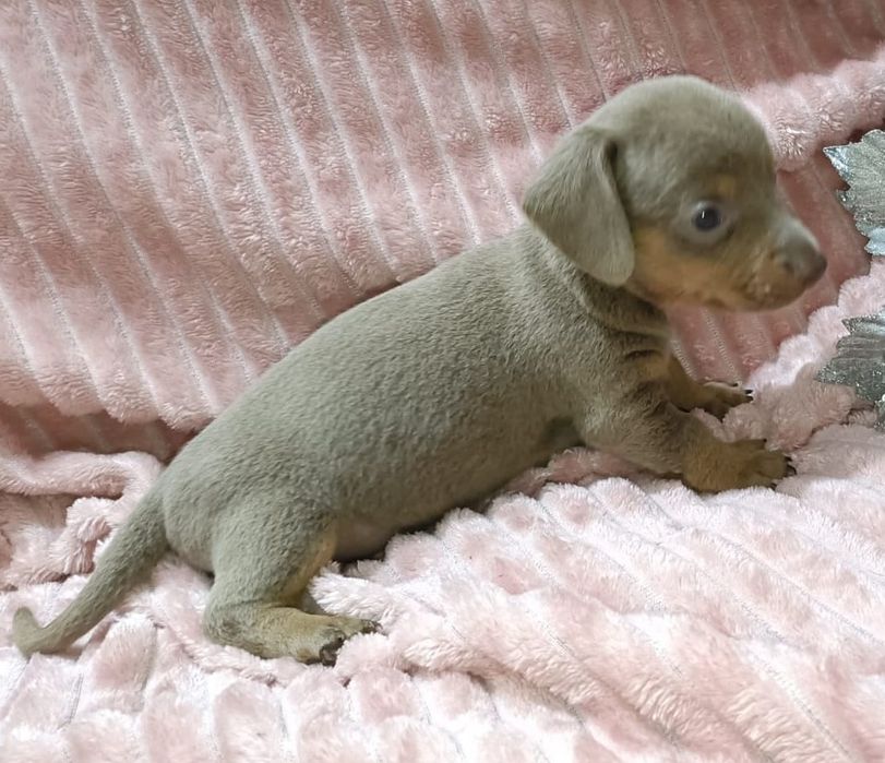 Teckel mini Isabella macho