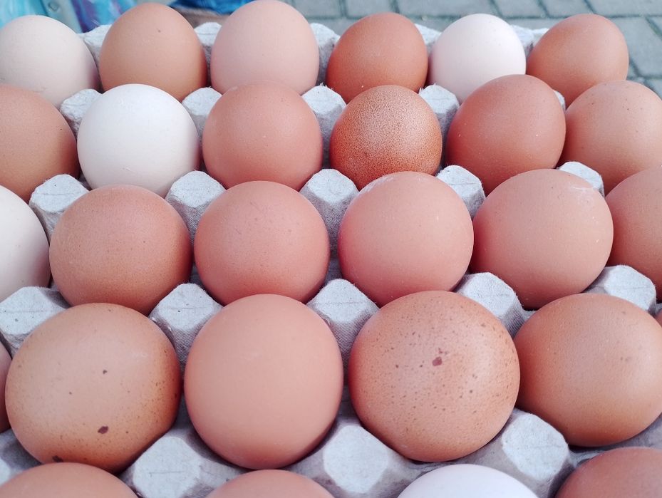Swojskie jajka z własnego gospodarstwa