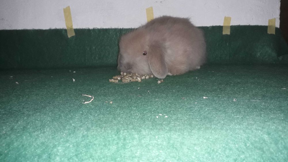 Декоративний кролик,  висловухий кролик