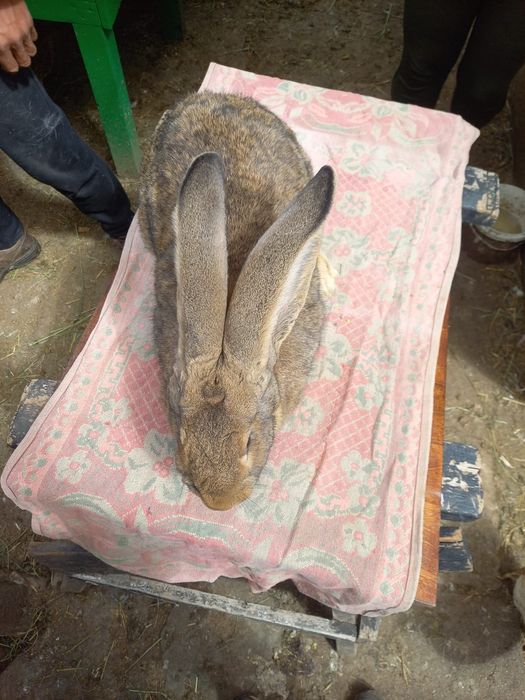 Європейська шиншила,білий велікан,фландер