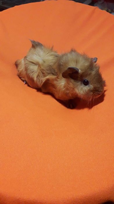 Морські свинки, розетки.